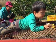 ひげはんさんのミカン畑の投稿写真1