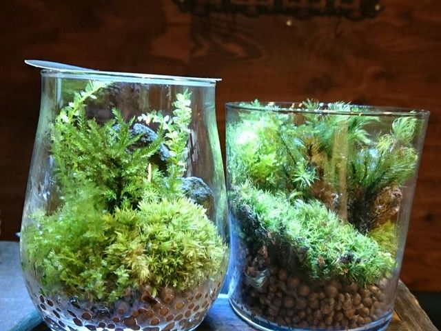 テラリウム_小さな緑のインテリア 苔屋