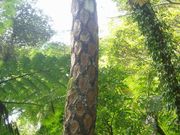 Potiさんの金作原の投稿写真1