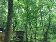 ななこさんの小さな緑のインテリア 苔屋の投稿写真1