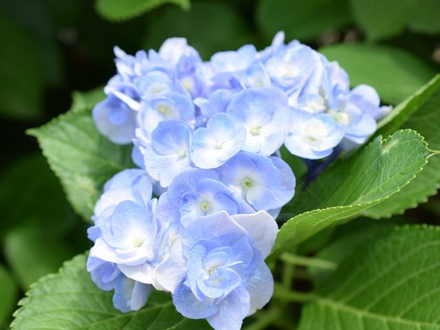 晴天でも元気^^_性海寺(あじさい寺)