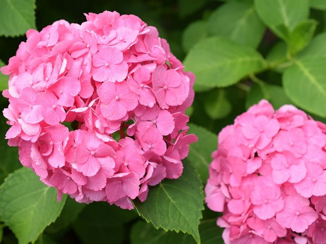 平日がお勧め_性海寺(あじさい寺)
