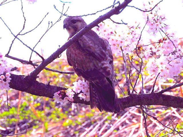 桜並木を飛び交うノスリ_鶴の舞橋