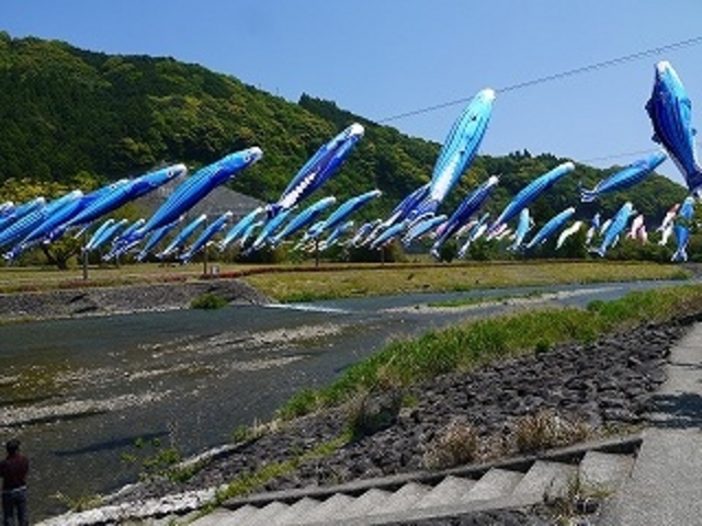高知県・四万十市・中村・四万十川・かつおのぼり_四万十川