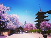 メイさんの長勝寺の投稿写真1