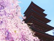 メイさんの長勝寺の投稿写真2