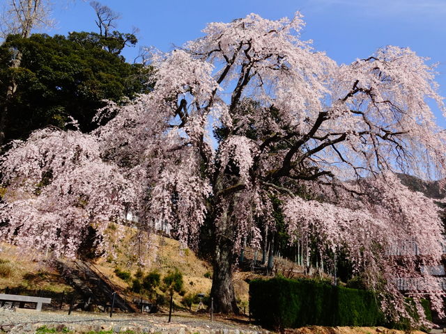 妙祐寺のしだれ桜_妙祐寺のしだれ桜