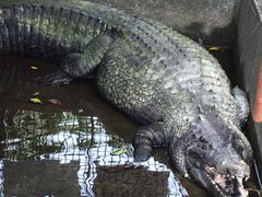さゆさんの熱川バナナワニ園への投稿写真1