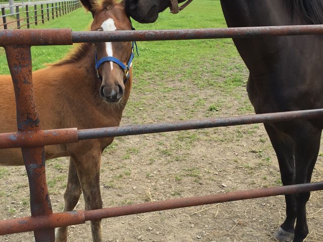 親子仲良し♪_競走馬の放牧