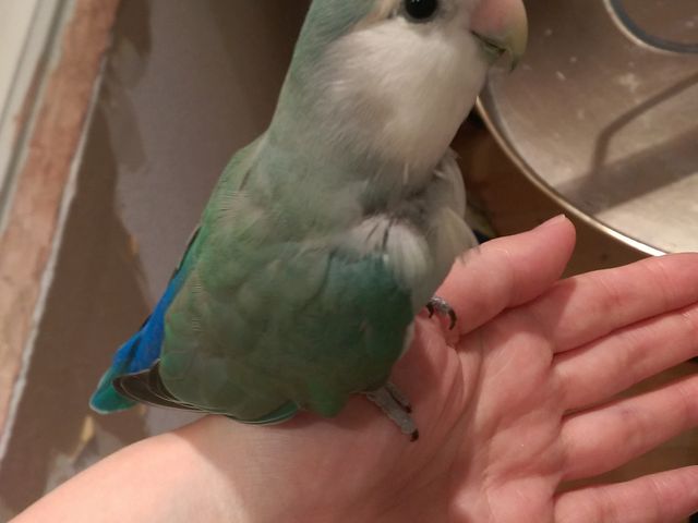 500円で鳥ちゃんとふれあえます。木曜日はもふ曜日と言って無料で楽しめます。_ことりカフェ表参道