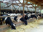 マックさんの弓削牧場の投稿写真2