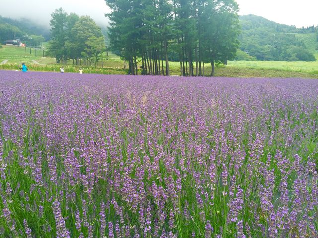 ラベンダー畑。香りがとてもいいです。_タングラムゆり&ラベンダー園