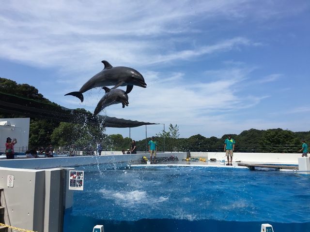 イルカのショー_九十九島水族館海きらら