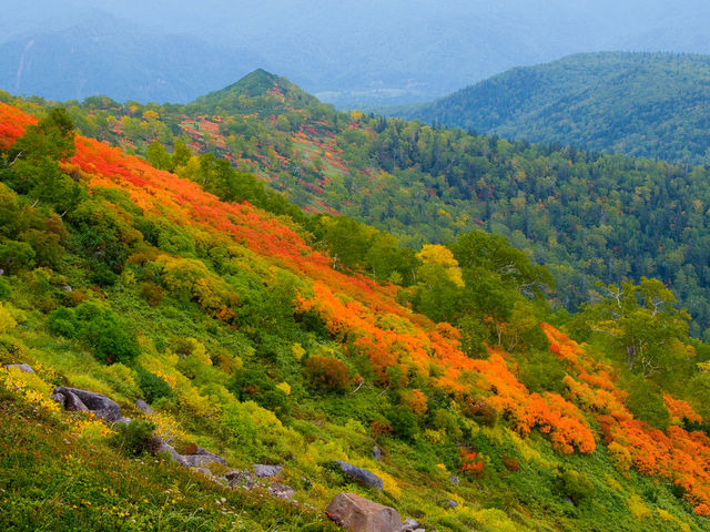 紅葉錦_銀泉台