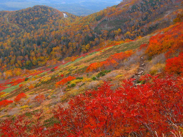 深紅の紅葉_銀泉台