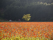 藍郷さんの太陽の丘えんがる公園「虹のひろば」の投稿写真1