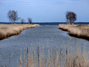 藍郷さんの計呂地サンゴ草群生地の投稿写真1