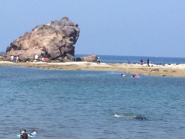 カエル島
まさにカエルが海にΣ(゚д゚lll)_今子浦海水浴場