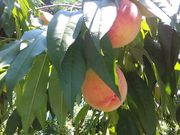 kakashimamaさんの陣平農園の投稿写真1