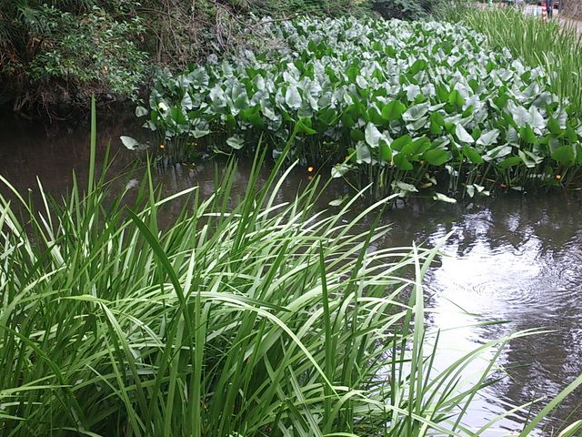 きれいなせせらぎ_お鷹の道・真姿の池湧水群