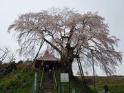 w-masaさんの上石の不動ザクラの投稿写真1