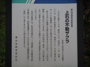 w-masaさんの上石の不動ザクラの投稿写真2