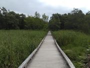 myopiaさんの温根内木道周辺(釧路湿原国立公園西側)の投稿写真3