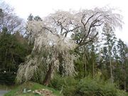 w-masaさんの城山の桜の投稿写真1