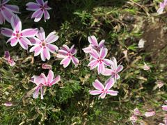 羊山公園の芝桜の写真1