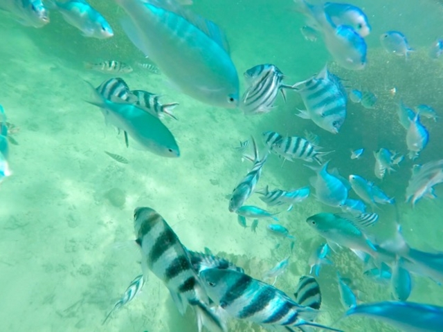 シュノーケル_白保海岸