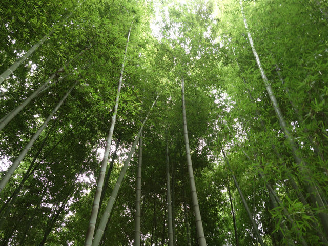 木漏れ日の気持ちいい竹林_竹林公園