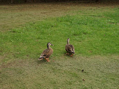 ヒロさんの清瀬金山緑地公園への投稿写真1
