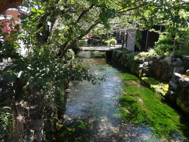 梅花藻と清らかな水路_醒井水の宿駅