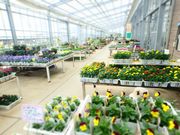 フランシスさんの鴻巣農産物直売所パンジーハウスの投稿写真1