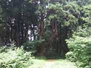 mon-tさんの幻想の森の投稿写真1