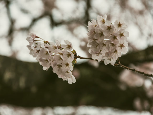 来年も、どうか咲いて欲しい。_夜の森の桜並木