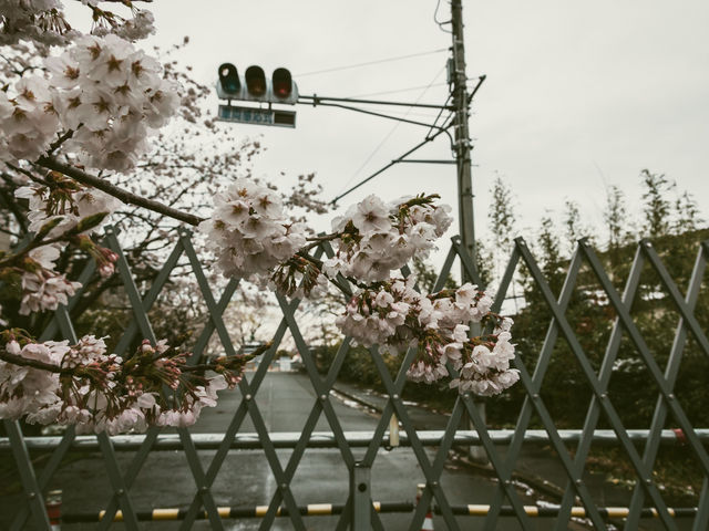この先は入る事が出来ない。現実を突きつけられる。_夜の森の桜並木