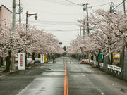 ののたきさんの夜の森の桜並木の投稿写真4