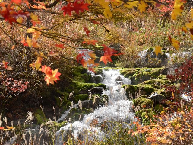 紅葉とコケがとても綺麗!_チャツボミゴケ公園