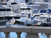 ニコちゃんさんの渚親水公園・ムーンテラスの投稿写真1