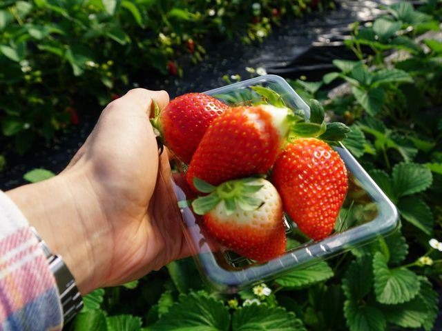 配られるイチゴパックに入れると、数個で溢れるサイズに!_石毛いちご園