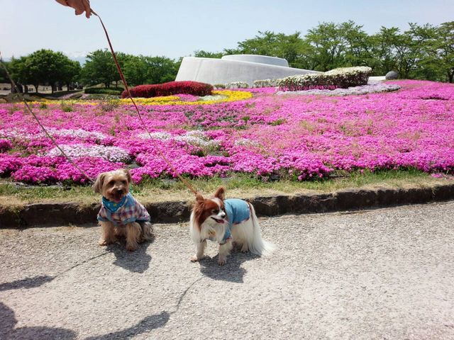お花がいっぱい!_国営みちのく杜の湖畔公園