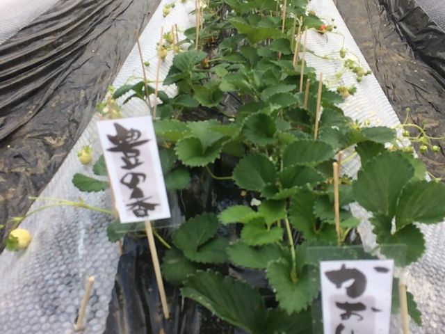 豊の香 かおり野_南阿蘇ふれあい農園