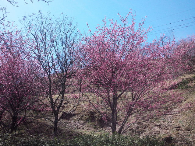 甘い香りに癒されます。_藤川天神