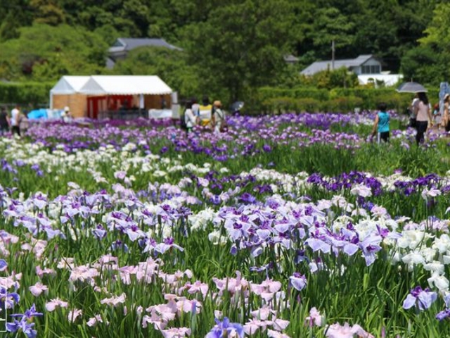 多賀城跡あやめ園
(2016年6月撮影)_多賀城跡あやめ園