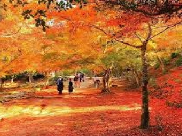 紅葉_宮島の紅葉