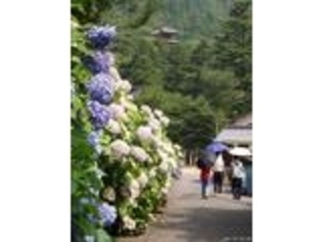 たけさんの大滝山福生寺西法院の紫陽花の投稿写真1
