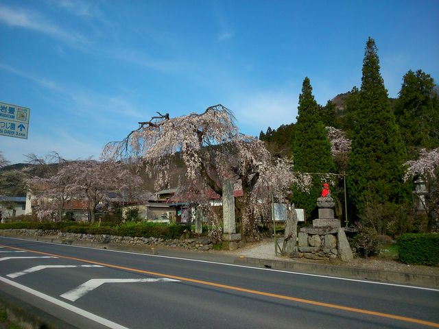 gougouさんの法善寺のしだれ桜の投稿写真1