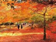 むっちさんの宮島の紅葉の投稿写真1