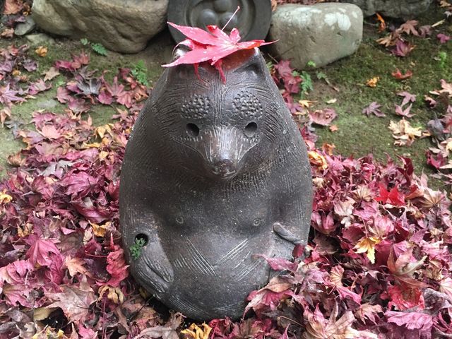 狸 in 紅葉_厭離庵